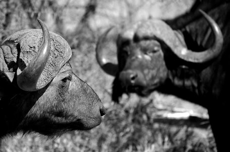 Dangerous wild horns