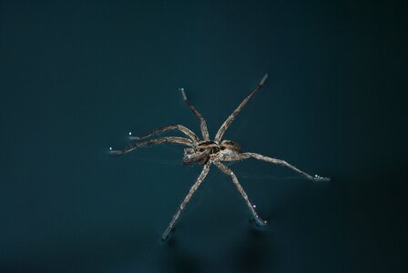 Spider spider on the water insect photo
