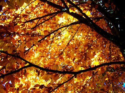 Beech wood autumn yellowed foliage photo