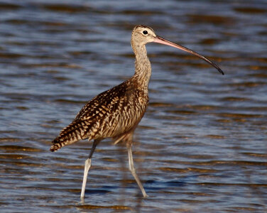Long-billed curlew photo