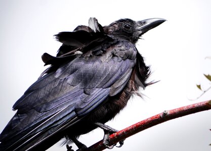 Animal raven dark