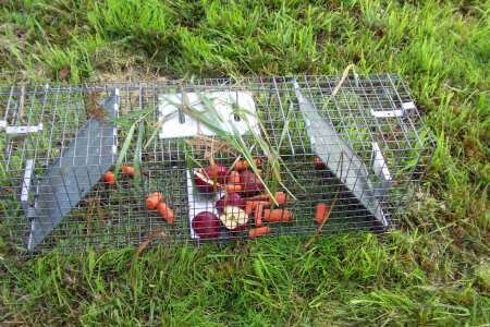 Baited trap used to capture nutria