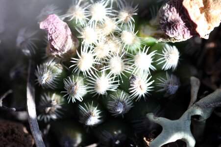 Blossom cactus plant