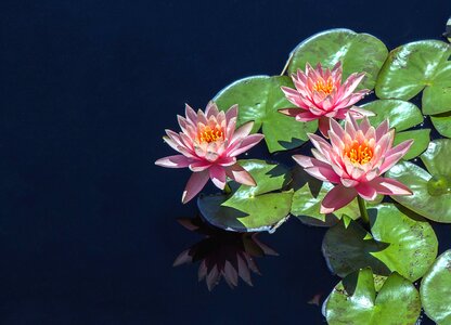 Beautiful Photo blossom flora