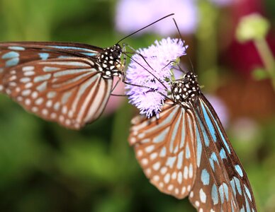 Animal arthropod beautiful