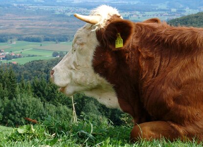 Agriculture cattle graze photo