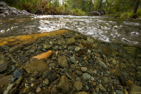 Juvenile salmon -3