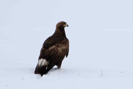 Bird eagle photo