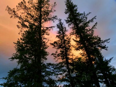 Environment ecology foliage