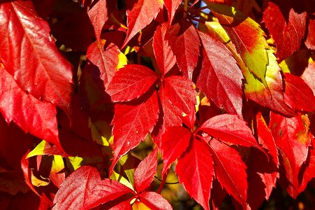 Grape crop leaves red photo