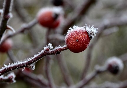 Berry branch branches photo