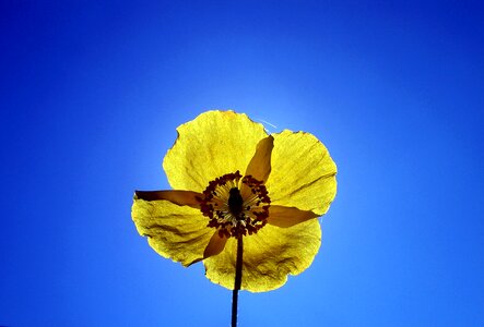 Blossom bloom poppy flower photo