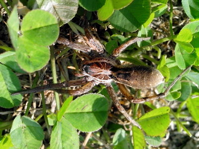 Animal bug close-up photo