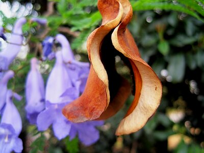 Spreading seed purple petals new life
