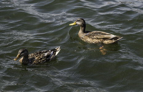 Two Ducks swimming in Lake Mendota in Madison