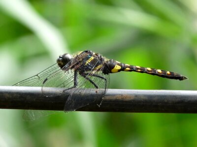 Dragonfly on a branch photo
