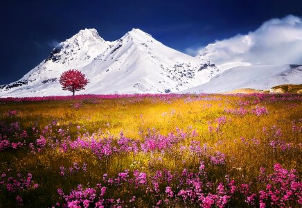 Alps Tree Snow Nature Landscape Flowers Grass photo