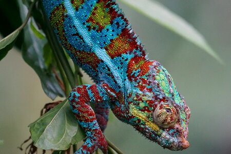 Schuppenkriechtier coastal lowland panther chameleon photo