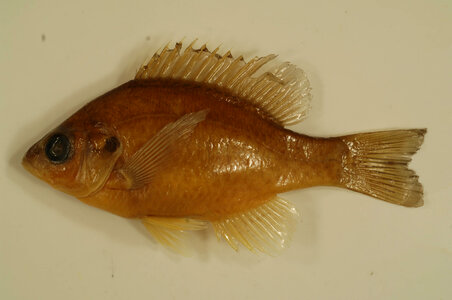 Lepomis microlophus