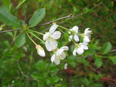 Apple Tree branches green leaf photo