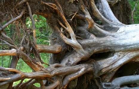 Pulled out upset bavarian forest