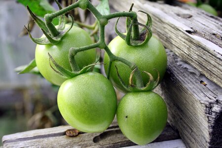 Plant food midge photo