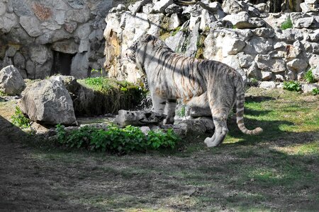Stripes tiger safari photo