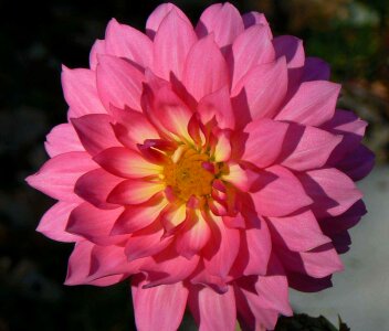 Blossoming dahlia petals photo