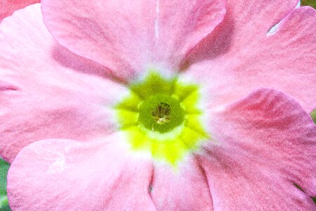 Light pink pastellfarben genus