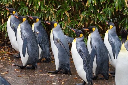 King penguin zoo walk