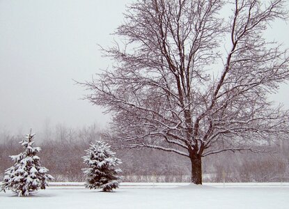 Christmas xmas winter photo