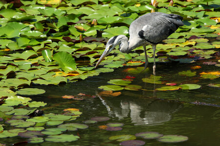 Grey Heron photo