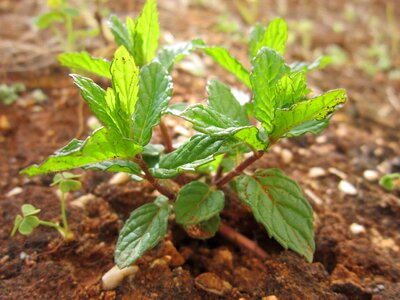 Agriculture diet flora