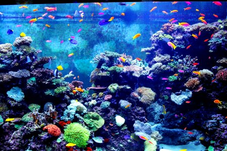 Tiny fish colorful fish aquarium photo
