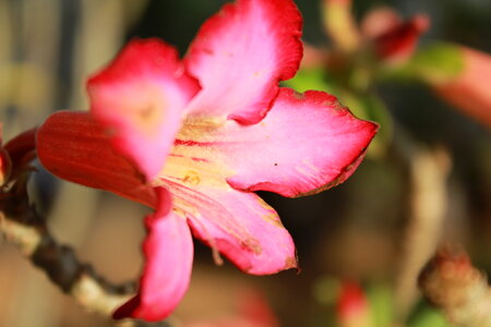 Reddish Flower photo