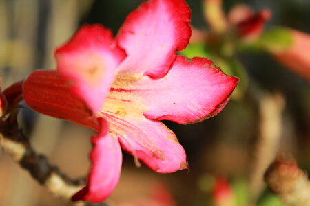 Reddish Flower