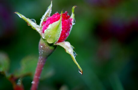 Flower nature macro photo