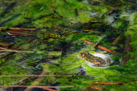 Water aquatic animal frogs photo
