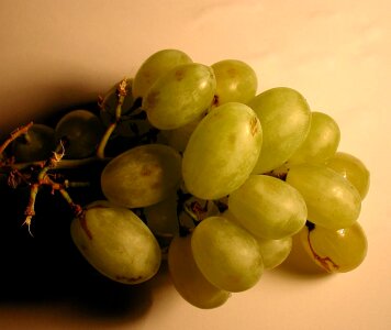 Grape grapevine 