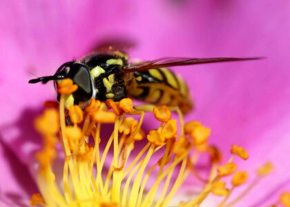 Animal arthropod beautiful flowers