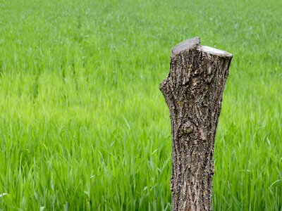 Wood nature forest