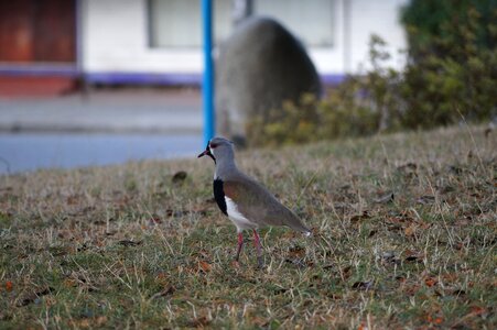 Llanquihue nature bird