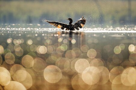 Animal beak bird