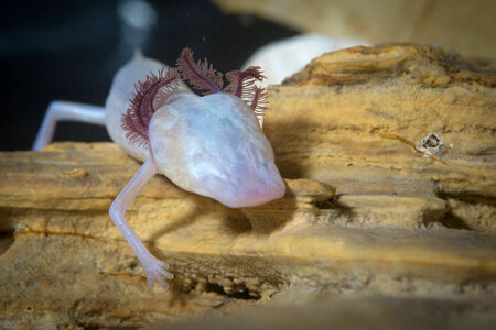 Texas Blind Salamander-2