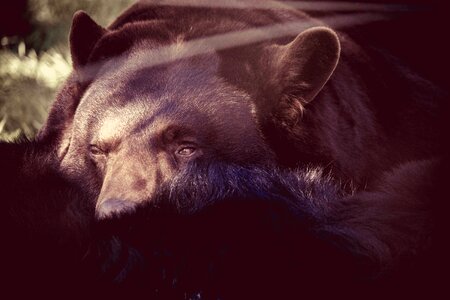 Animal bear black