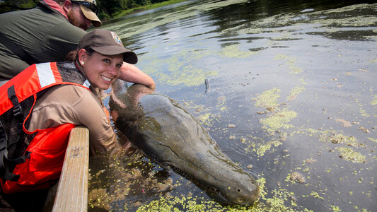 Alligator gar-1 photo