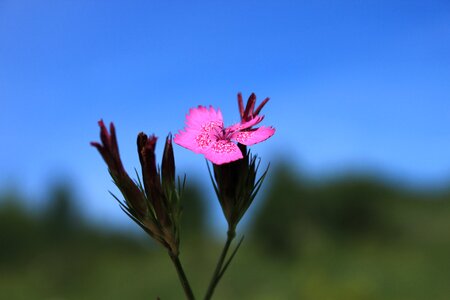 Flowers pink wildflowers photo