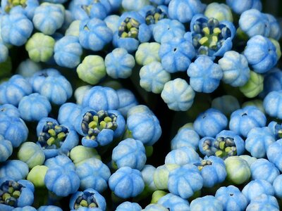 Flower buds blue greenhouse hydrangea photo