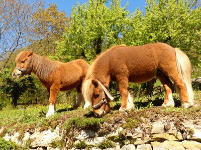 Horse shetland pony animal photo