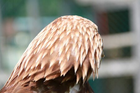 Bird nature head photo